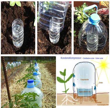 Pour irriguer un potager de manière constante, un système d'arrosage goutte à goutte installé avec des bouteilles de plastique enterrées autour des plantations 