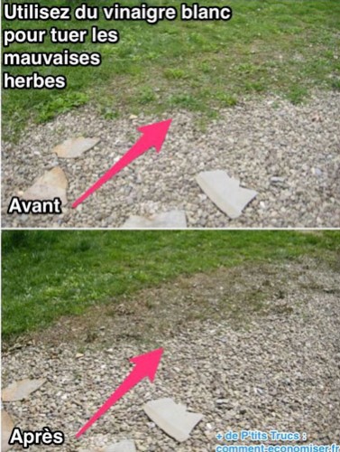 Différence entre avant et après l’application du désherbant naturel sur les herbes de l'allée du jardin. La preuve que ce produit naturel est efficace contre les mauvaises herbes.