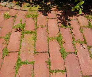 Astuce pour faire un désherbant naturel pour éliminer les mauvaises herbes du jardin