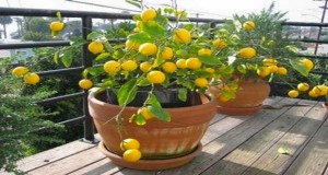 Comment avoir un citronnier chez soi si on ne l'achète pas ? L'astuce se loge dans le pépin du citron ! On vous dit tout sur ce citronnier prometteur de bons fruits
