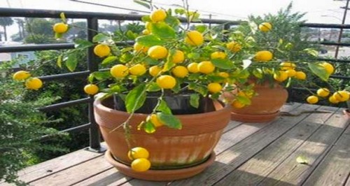 Citronnier en pot à faire pousser à partir d'un simple pépin