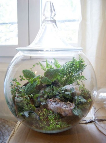 Un terrarium en bocal avec couvercle avec un jardin composé de mousse, de minis rochers, et d’autres petites plantes. Tout en élégance pour une déco intérieure.