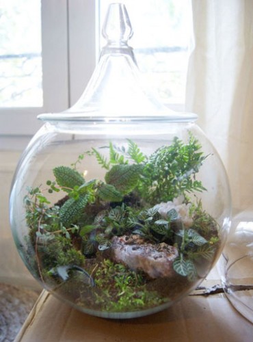 Un terrarium en bocal elegant avec couvercle Un terrarium en bocal avec couvercle avec un jardin composé de mousse, de minis rochers, et d’autres petites plantes. Tout en élégance pour une déco intérieure.
