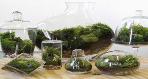 Composé de plantes grasses et de succulentes poussant dans un bocal ou pot en terre, le terrarium se fait déco dans l'intérieur de la maison. Découvrez comment réussir son terrarium.