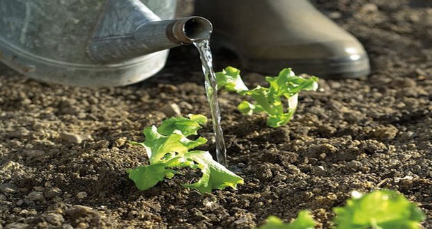 Une application faite pour vous si vous n'avez pas la main verte ! Des conseils pour entretenir votre potager et un service d'arrosage afin de s'absenter sans soucis