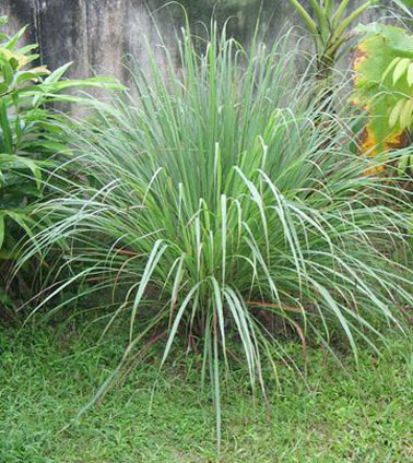 Une citronnelle en pot ou plantée dans le jardin, une plante anti-moustique à l'efficacité reconnue pour ses propriétés à éloigner les moustiques tout autour d'elle.