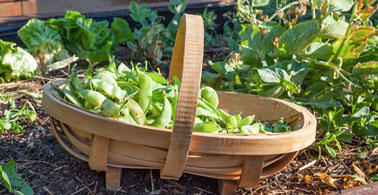 Une solution futée pour faire son potager et l'entretenir via une application ! Des conseils de professionnels et un service qui s'occupe de votre potager quand vous vous absentez 