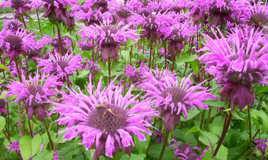 La monarde fistuleuse, une plante médicinale très aromatique qui par son huile essentielle est répulsive et permet de se protéger des moustiques et de leurs piqûres.