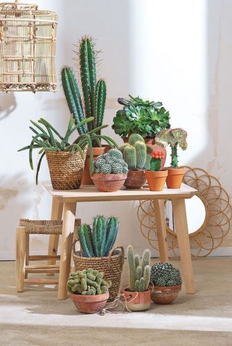 Différentes formes et tailles de cactus naturels aux charmes variés particulièrement décoratifs.