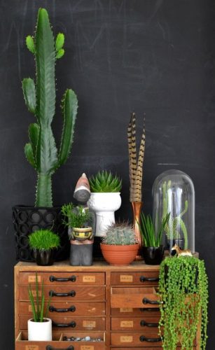 Cactus naturels dans des pots en terre cuite, des vases en céramique et sous une cloche en verre