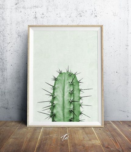 Photo de cactus encadrée pour un contraste et un relief qui fait ressortir les épines