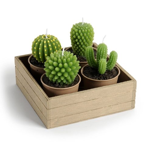 Mini bougies cactus vertes, dans un bac en bois