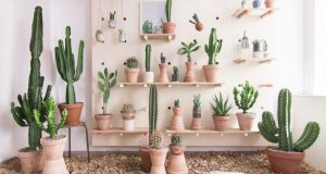 Découvrez aujourd'hui l'utilisation des cactus (sous toutes ses formes: naturels, en cadre photo, en feutrine, en papier peint, ...) en déco intérieure