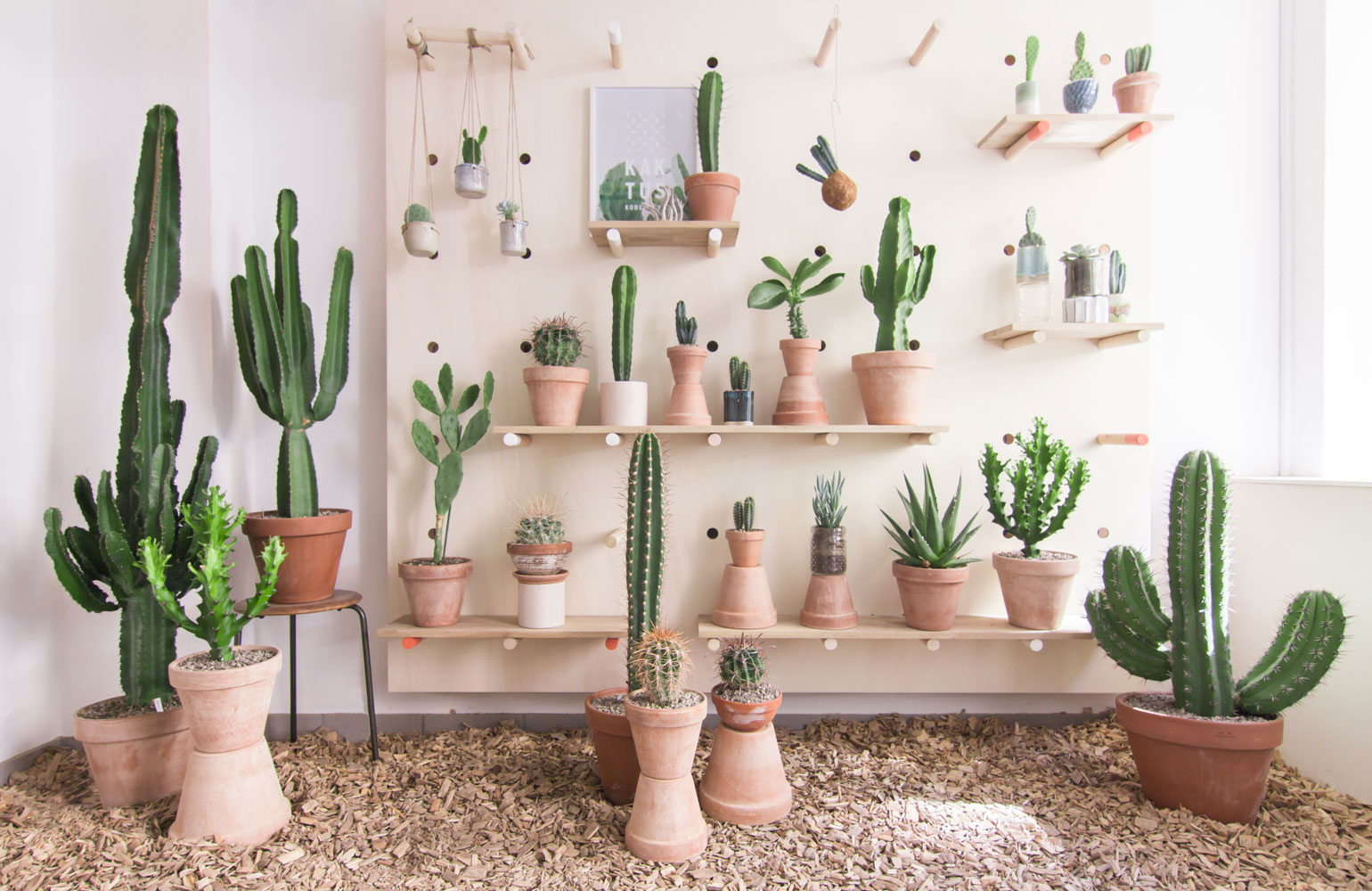 Découvrez aujourd'hui l'utilisation des cactus (sous toutes ses formes: naturels, en cadre photo, en feutrine, en papier peint, ...) en déco intérieure