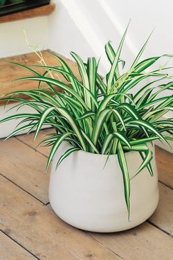 Chlorophytum, assainisseur d'air, est une plante dépolluante adaptée dans une salle de bains.
