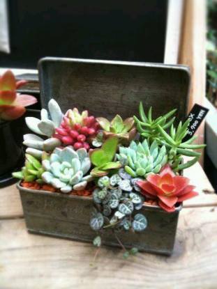 Pot coffret à plantes en boîte à sucre Pot coffret à plantes en boîte à sucre