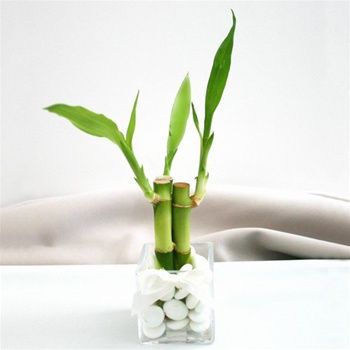 Des plantes vertes pour une salle de bains tendance