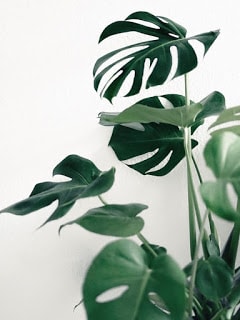 À condition d'avoir grande salle de bains, la monstera deliciosa pourra sépanouir près de la fenêtre et avec un grand pot.