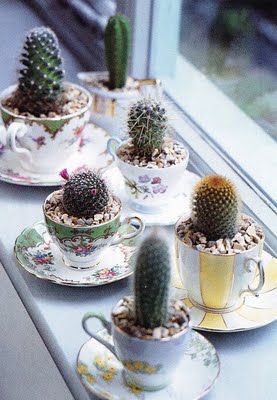 D'anciennes tasses de thé comme pots à cactus