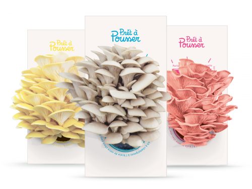 Kit de champignons à faire pousser même en intérieur pour un mini jardin en appartement