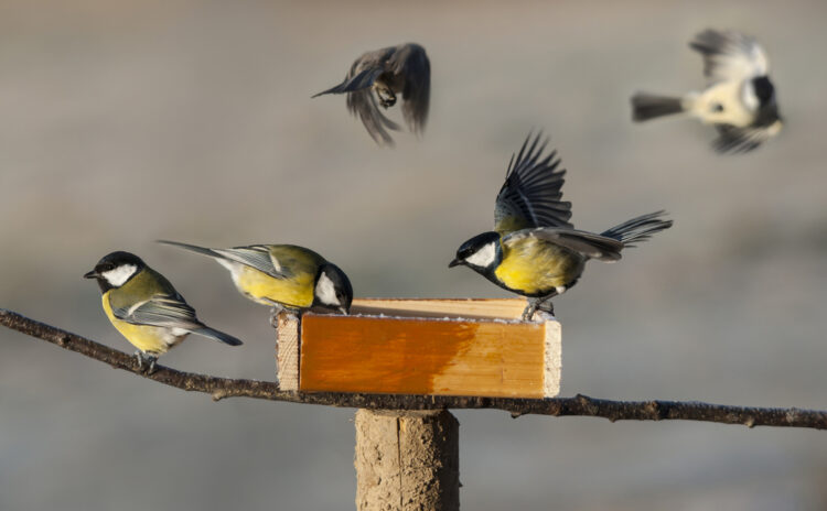 Astuces Pour Faire Venir Les Oiseaux Dans Votre Jardin