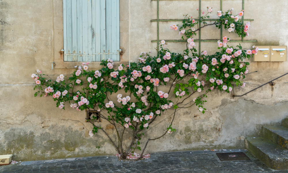 Plante Grimpante Qui N'abime Pas Les Murs