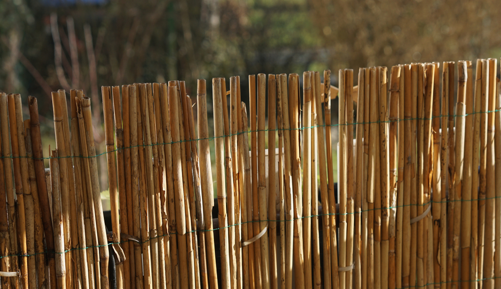Comment se protéger du visàvis dans un jardin Déco Cool
