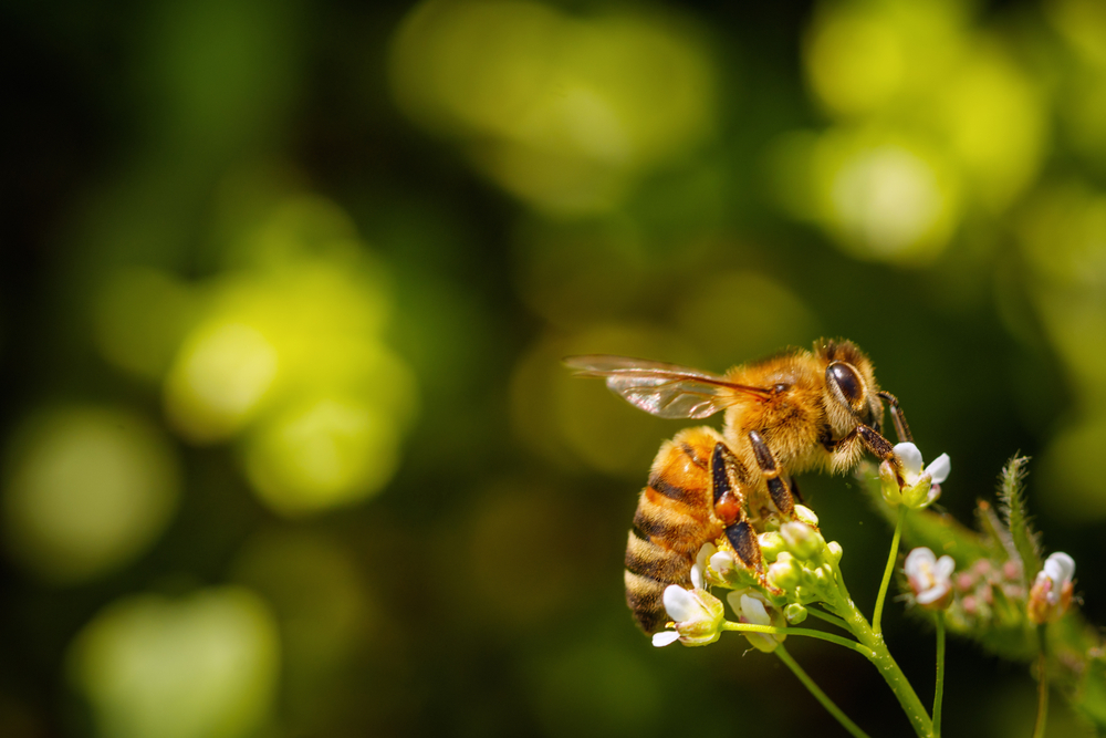 Abeille Dans La Maison Signification / Signification Et Symbolisme De L