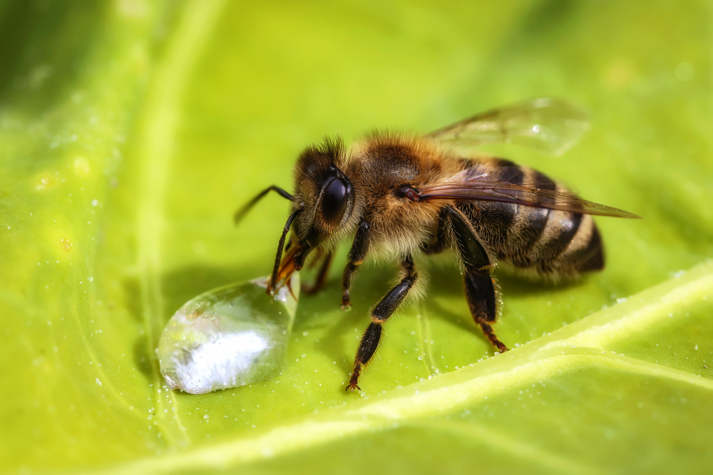 Attirer les abeilles dans votre jardin et en prendre soin
