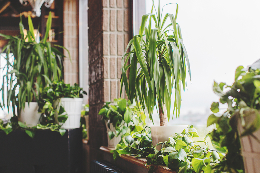 nos conseils pour l'entretien d'un yucca en intérieur et extérieur. Ici un Yucca en pot entouré de diverses plantes.