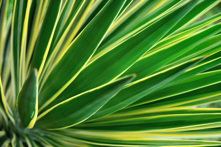 Zoom sur les feuilles d'un Yucca