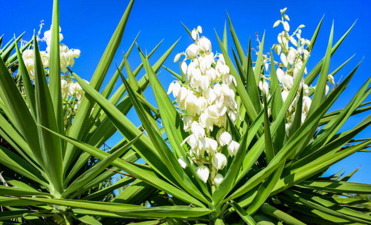 Trois Yucca plantés en extérieur avec des fleurs blanches