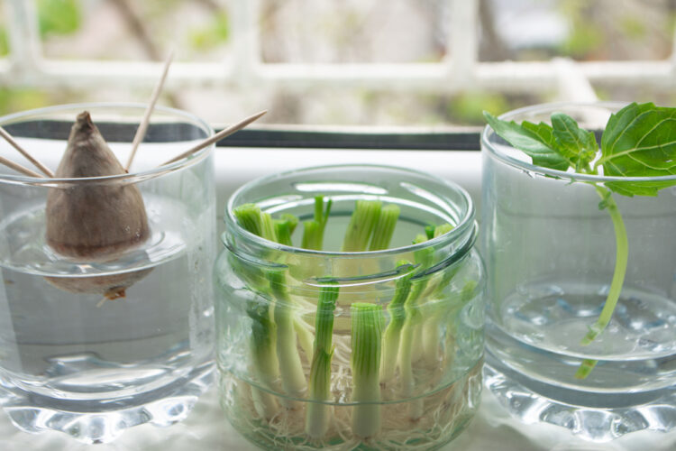 différents légumes qui poussent à l'infini dans de l'eau pour pouvoir les replanter par la suite