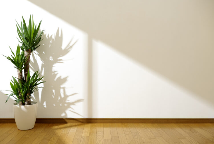 Un Yucca en pot placé au soleil, dans une pièce