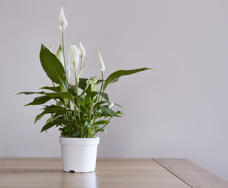 Un pot avec des fleurs de la Lune, en terre, qui fait partie des plantes qui ne nécessitent pas trop de lumière
