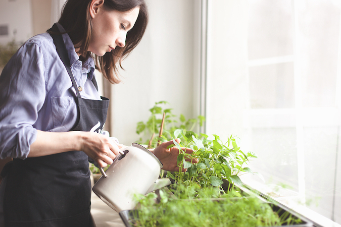 Potager à domicile