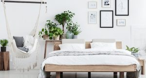 Plantes chambres