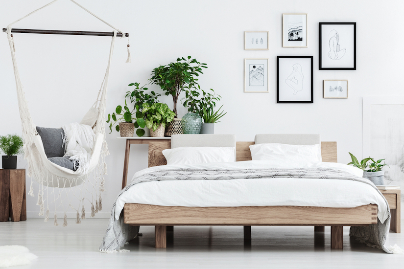 Plantes chambres