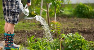 Jardin : 7 astuces pour économiser de l’eau