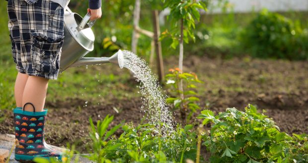 Jardin : 7 astuces pour économiser de l’eau