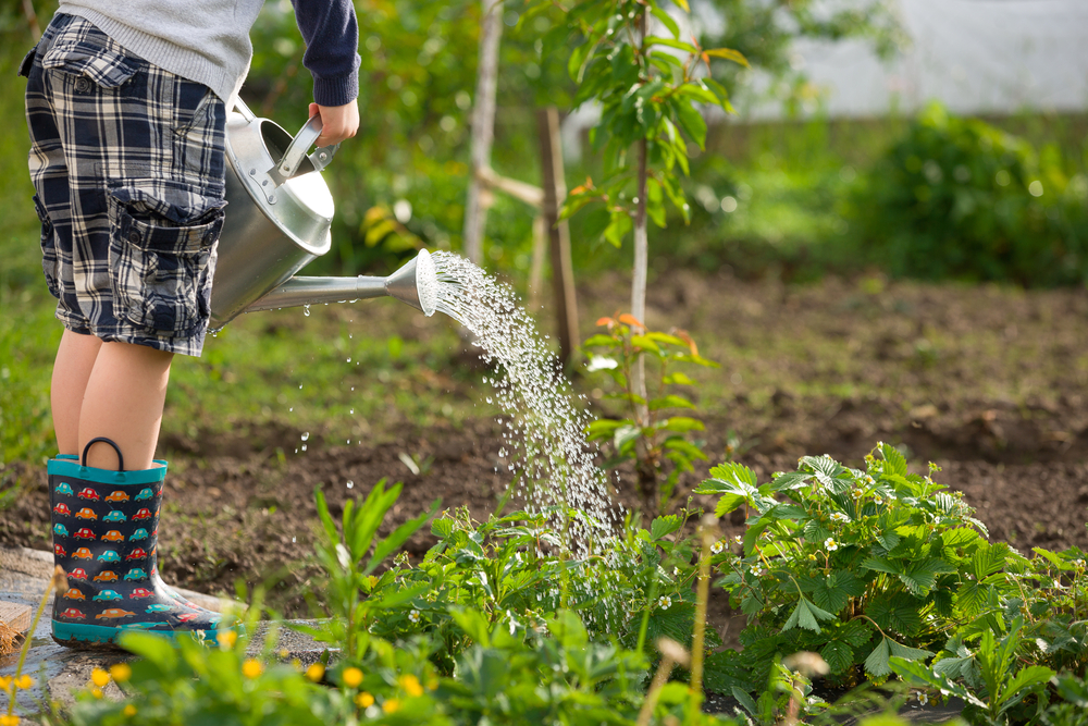 Jardin : 7 astuces pour économiser de l’eau