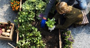 Potager légumes à ne pas associer