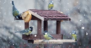 Il faut s'occuper du jardin en hiver pour qu'il soit prêt à accueillir les nouvelles récoltes au printemps !