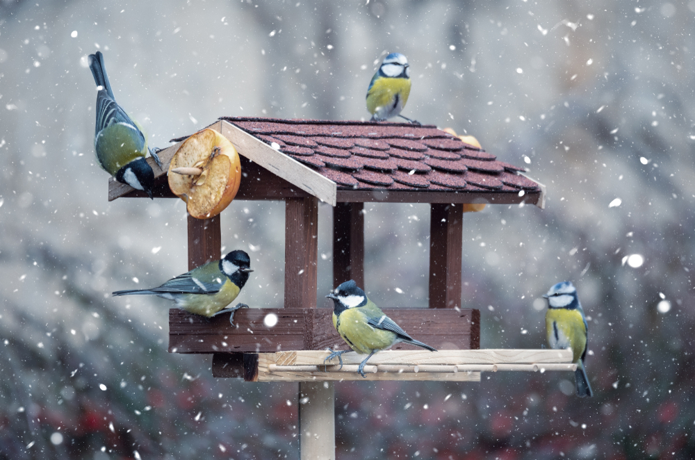 Il faut s'occuper du jardin en hiver pour qu'il soit prêt à accueillir les nouvelles récoltes au printemps !