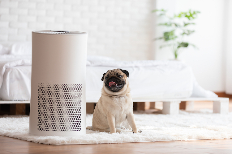 Purificateur d'air