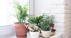 Photos de plantes vertes qui demandent oeu ou pas d'entretien devant une fenêtre