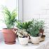 Photos de plantes vertes qui demandent oeu ou pas d'entretien devant une fenêtre