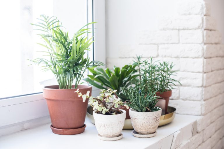 Photos de plantes vertes qui demandent oeu ou pas d'entretien devant une fenêtre