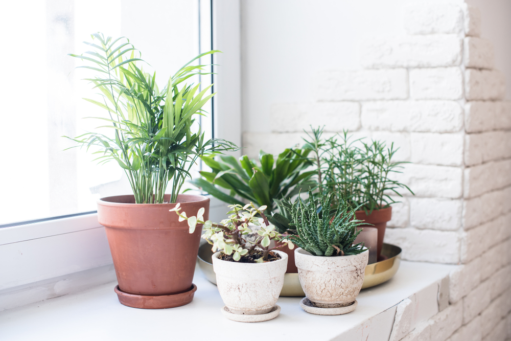 Photos de plantes vertes qui demandent oeu ou pas d'entretien devant une fenêtre