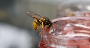 Comment éloigner les guêpes en été